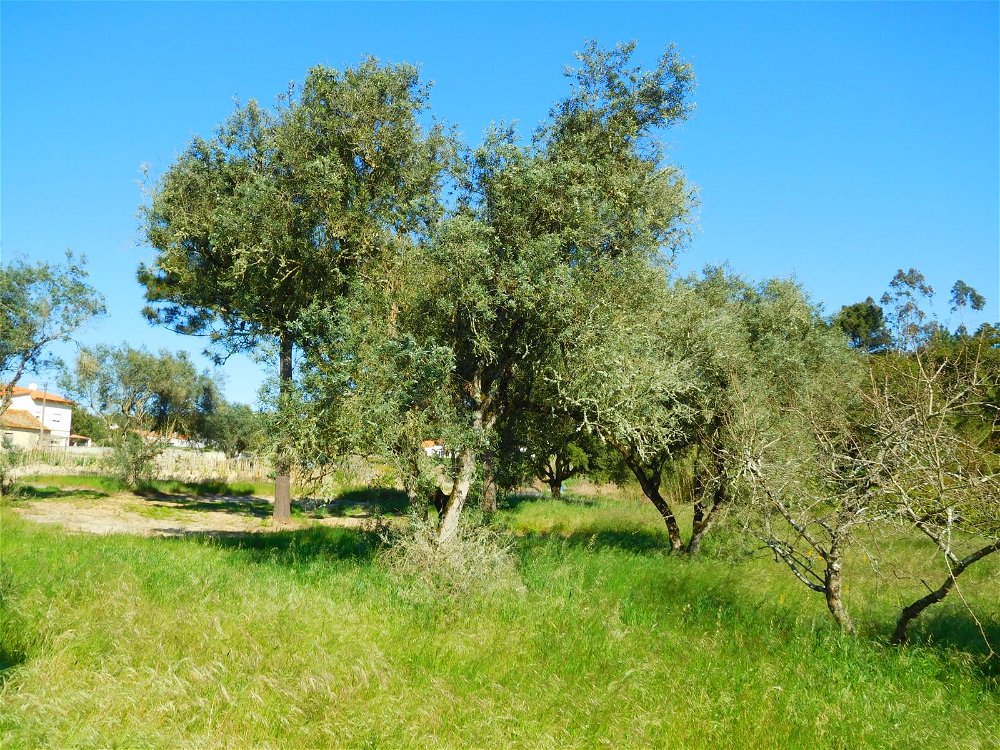 Land located near the lagoon of obidos 2901118000